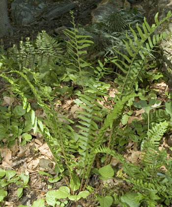 Dryopteris tokyoensis