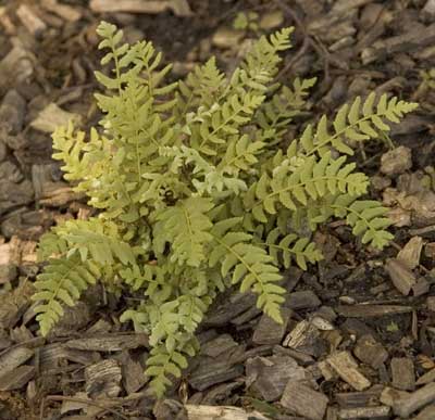 Woodsia intermedia