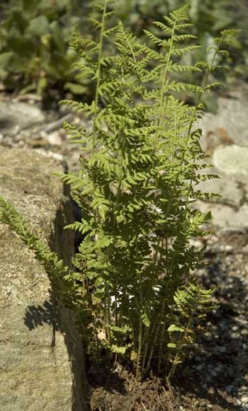 Woodsia obtusa