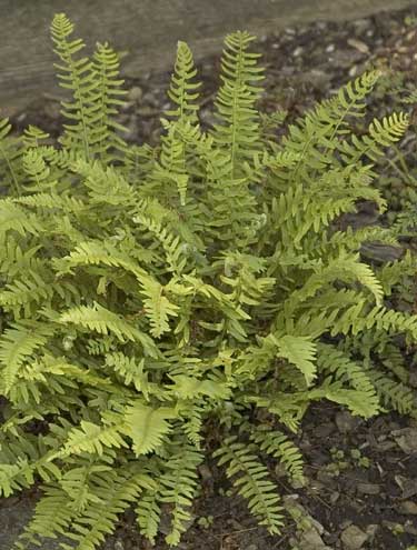 Woodsia polystichoides