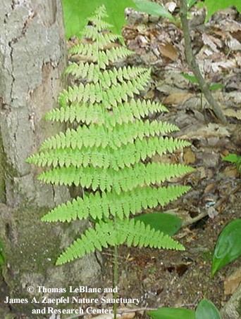 Dennstaedtia punctilobula