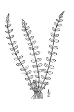 1-pinnate frond