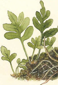 pinnatifid frond