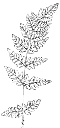 2-pinnate-pinnatifid frond