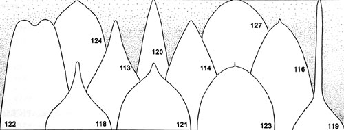 Apices Illustrated