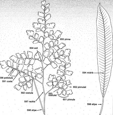 Fern Axes Illustrated