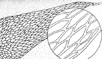 clathrate scale