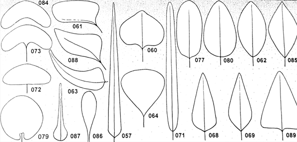 Complete Lamina Forms