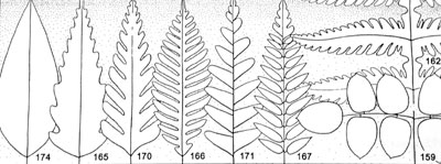 Division of the Lamina