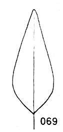 lanceolate form