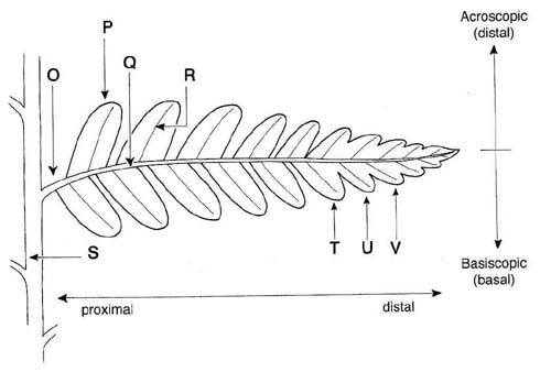 Pinna Parts