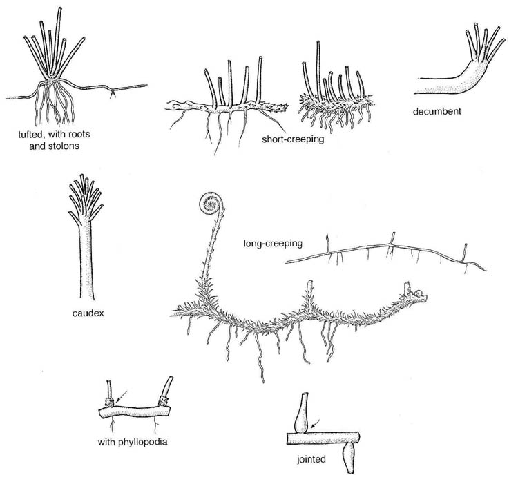 Rhizome Types