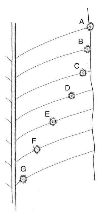 Sorus Positions