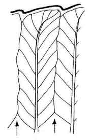 pinnately arranged, joining to form commissural veins