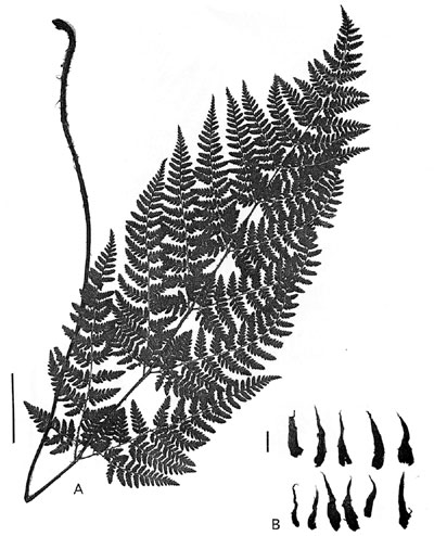 Dryopteris aemula