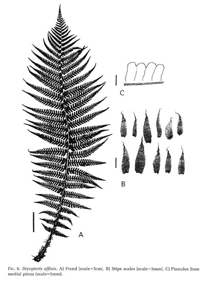 Dryopteris affinis