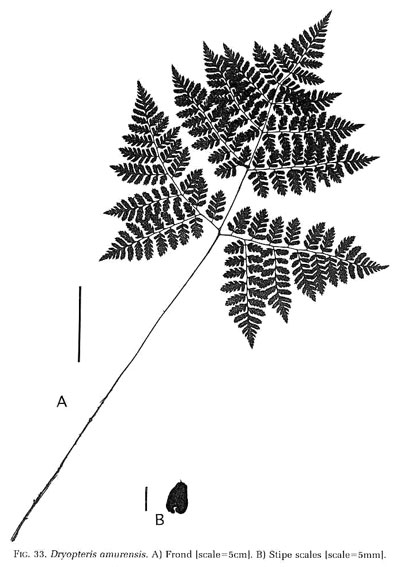 Dryopteris amurensis