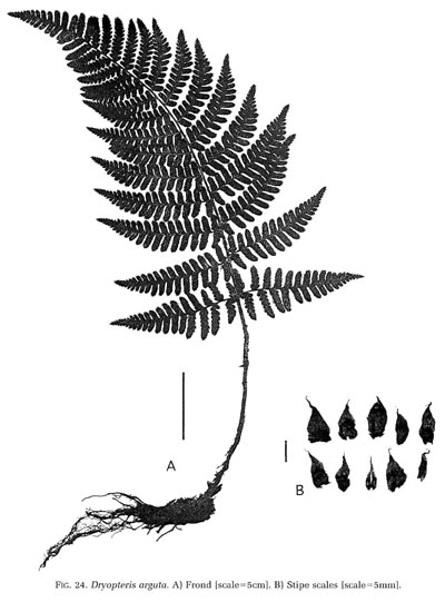 Dryopteris arguta