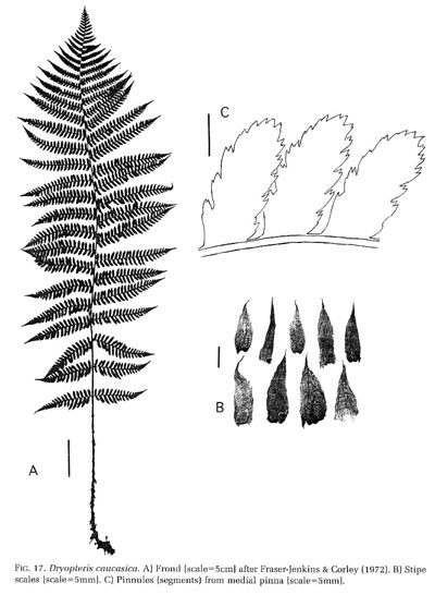 Dryopteris caucasica