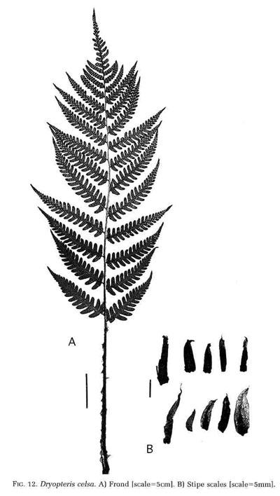 Dryopteris celsa