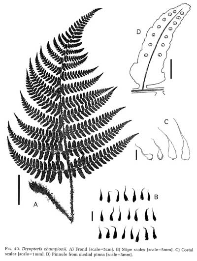 Dryopteris championii