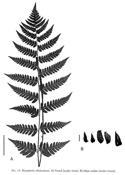 Dryopteris clintoniana