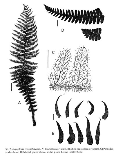 Dryopteris crassirhizoma