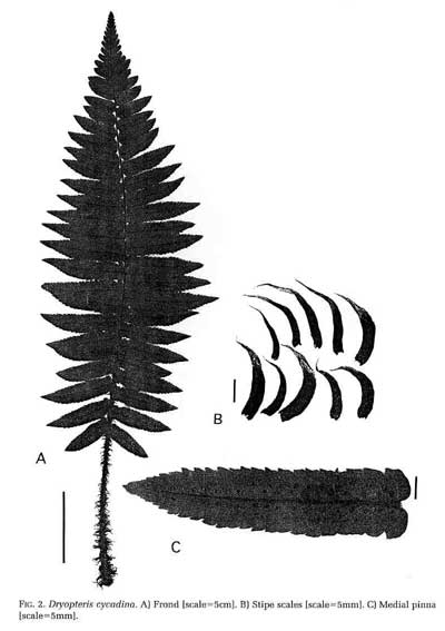 Dryopteris cycadina