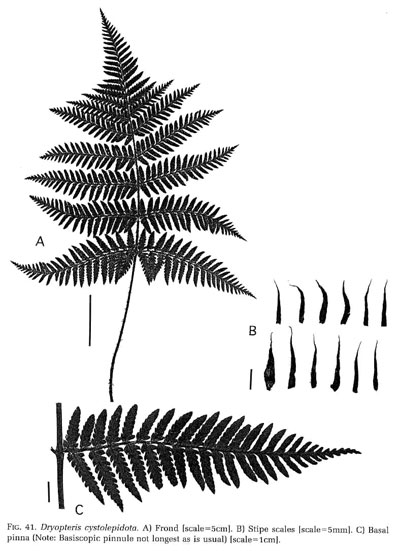 Dryopteris cystolepidota