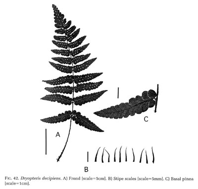 Dryopteris decipiens