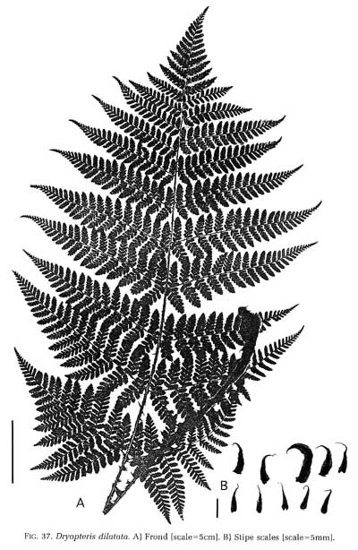 Dryopteris dilatata