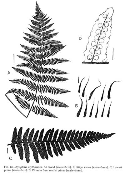 Dryopteris erythrosora