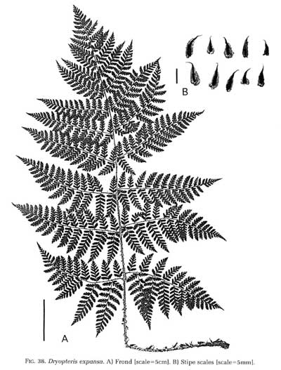 Dryopteris expansa