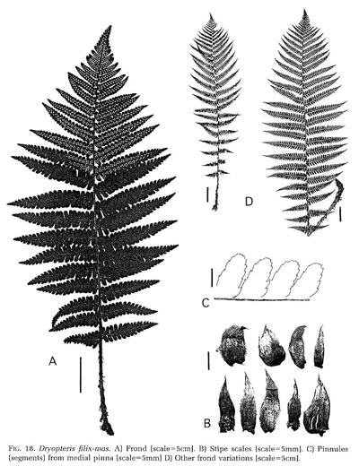 Dryopteris filix-mas