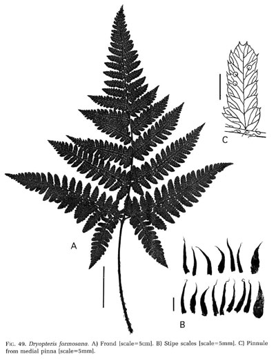 Dryopteris formosana