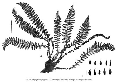 Dryopteris fragrans