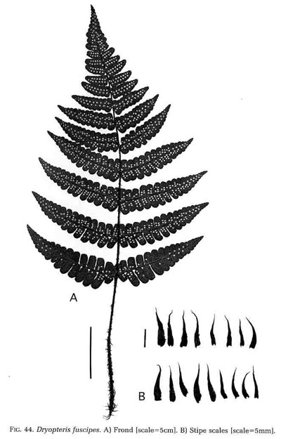 Dryopteris fuscipes