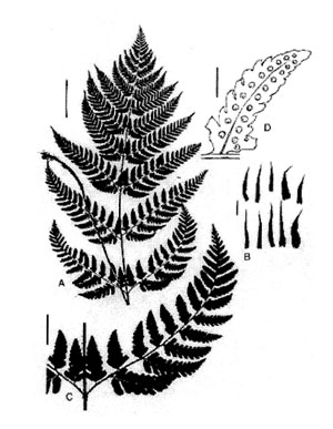 Dryopteris hondoensis