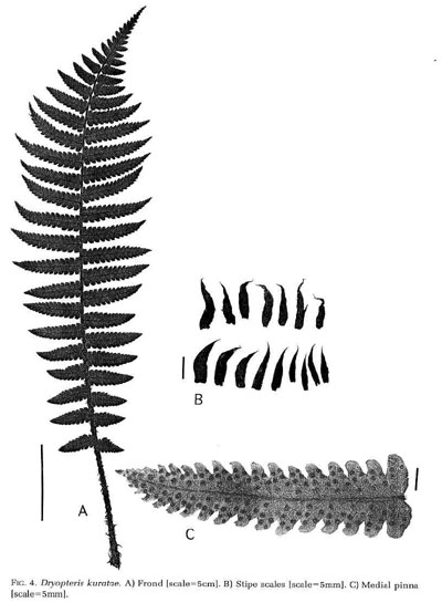 Dryopteris kuratae