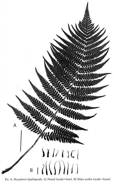 Dryopteris lepidopoda