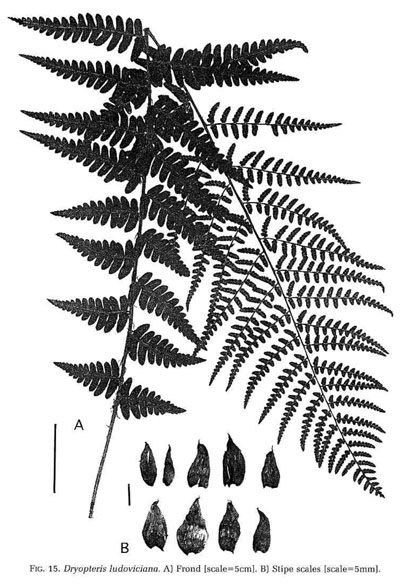 Dryopteris ludoviciana