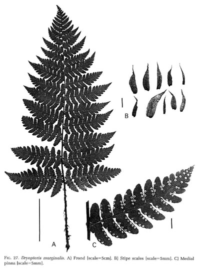 Dryopteris marginalis