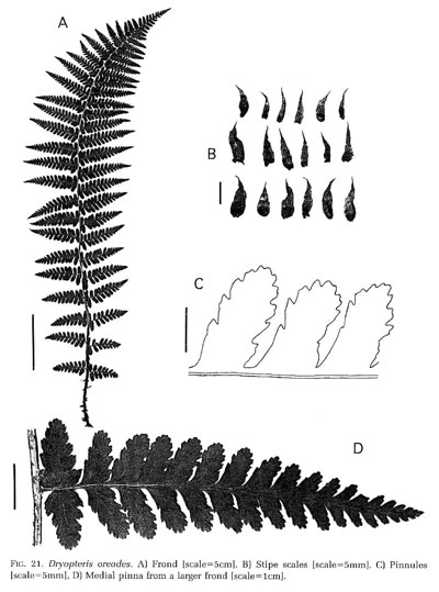 Dryopteris oreades