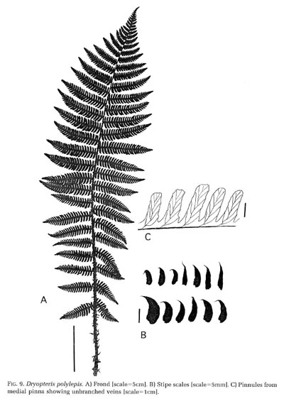 Dryopteris polylepis