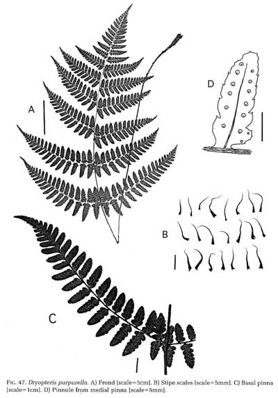 Dryopteris purpurella