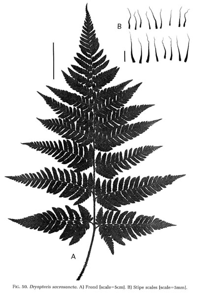 Dryopteris sacrosancta