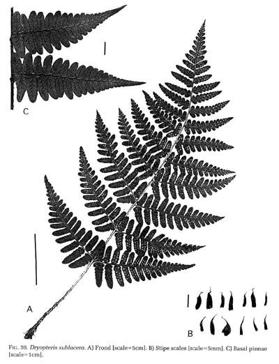 Dryopteris sublacera