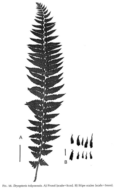 Dryopteris tokyoensis