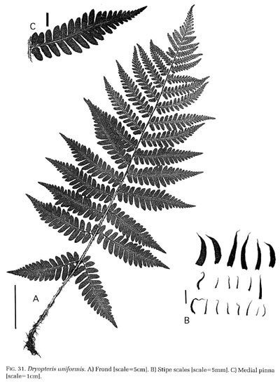 Dryopteris uniformis