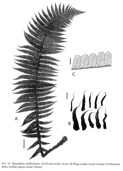 Dryopteris wallichiana